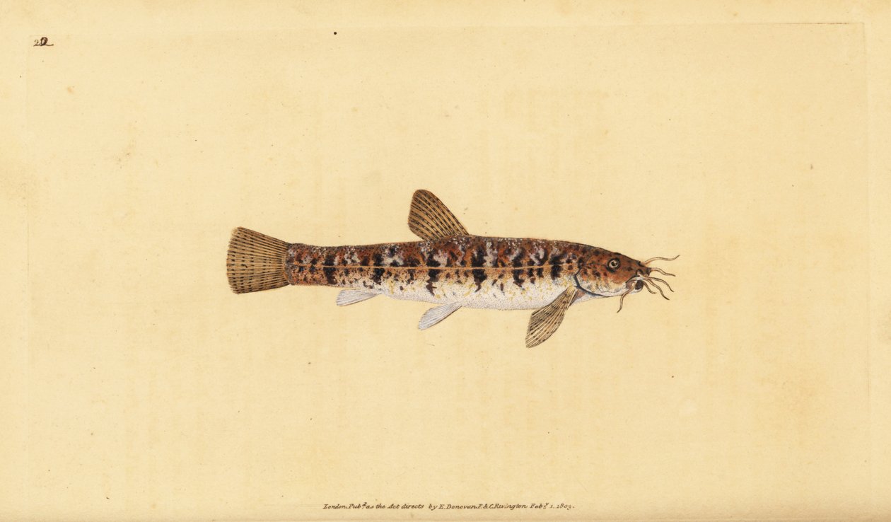 Cobite barbatula, Barbatula barbatula. Incisione a mano colorata a rame disegnata e incisa da Edward Donovan dal suo Natural History of British Fishes, Donovan e F.C. e J. Rivington, Londra da Edward Donovan
