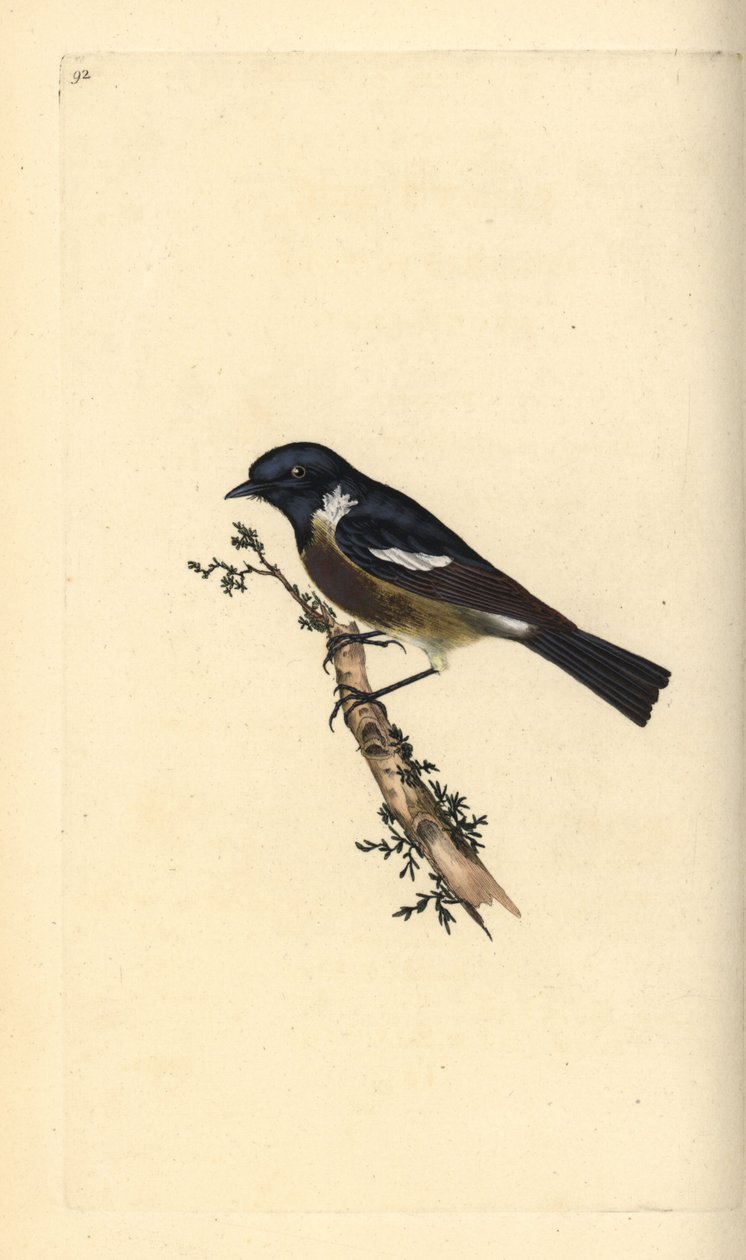 Saltimpalo. Incisione a mano colorata a rame disegnata e incisa da Edward Donovan dal suo Natural History of British Birds, Londra da Edward Donovan