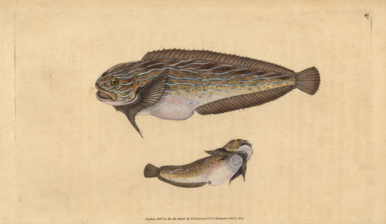 Pesce lumaca striato, Liparis liparis liparis da Edward Donovan