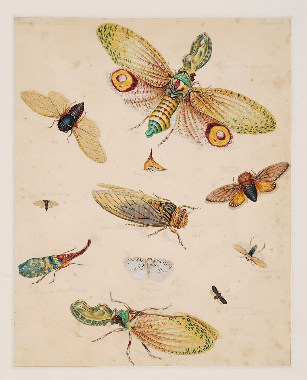 Studi di animali invertebrati, Volume II da Edward Donovan