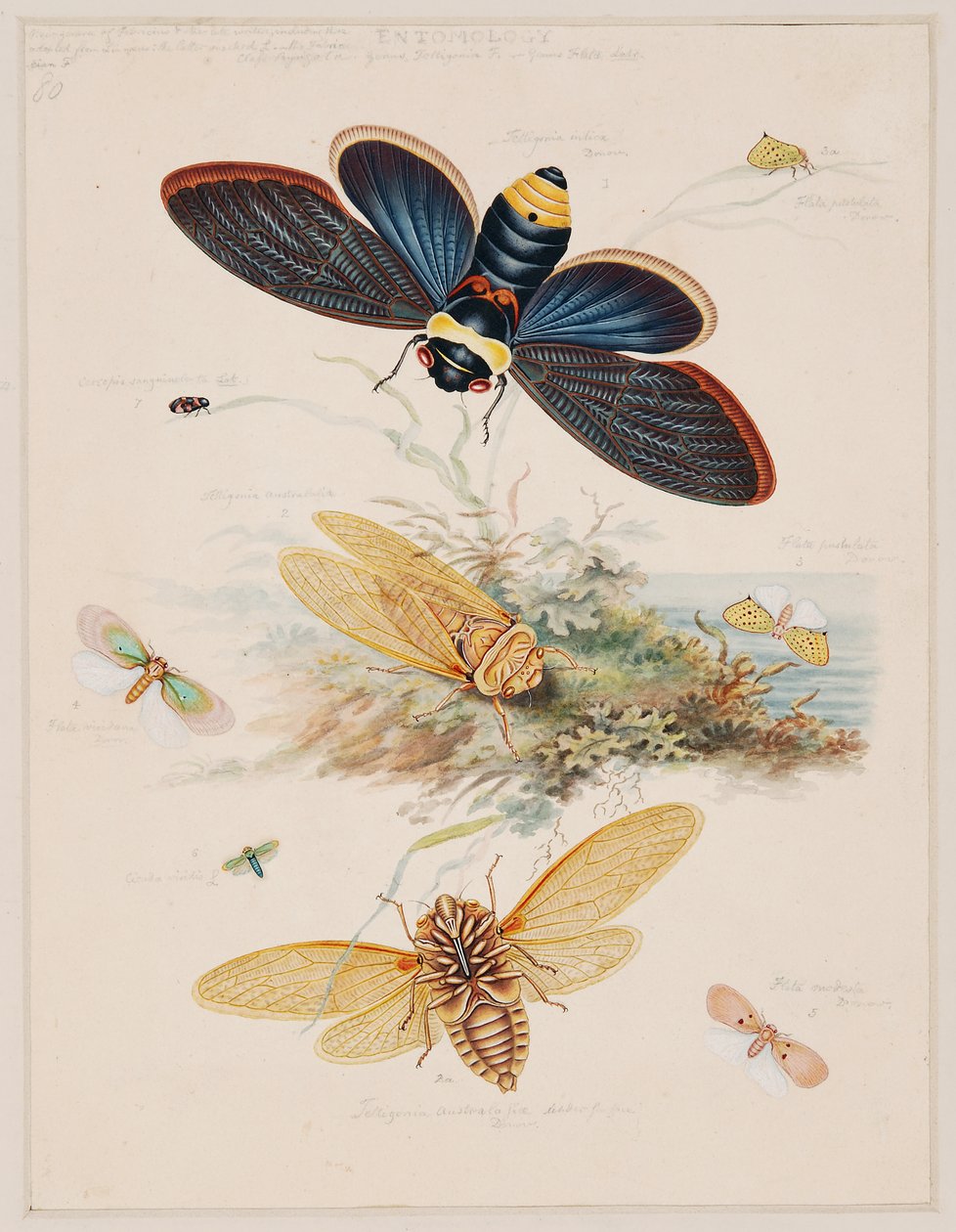 Studi di animali invertebrati, Volume II da Edward Donovan