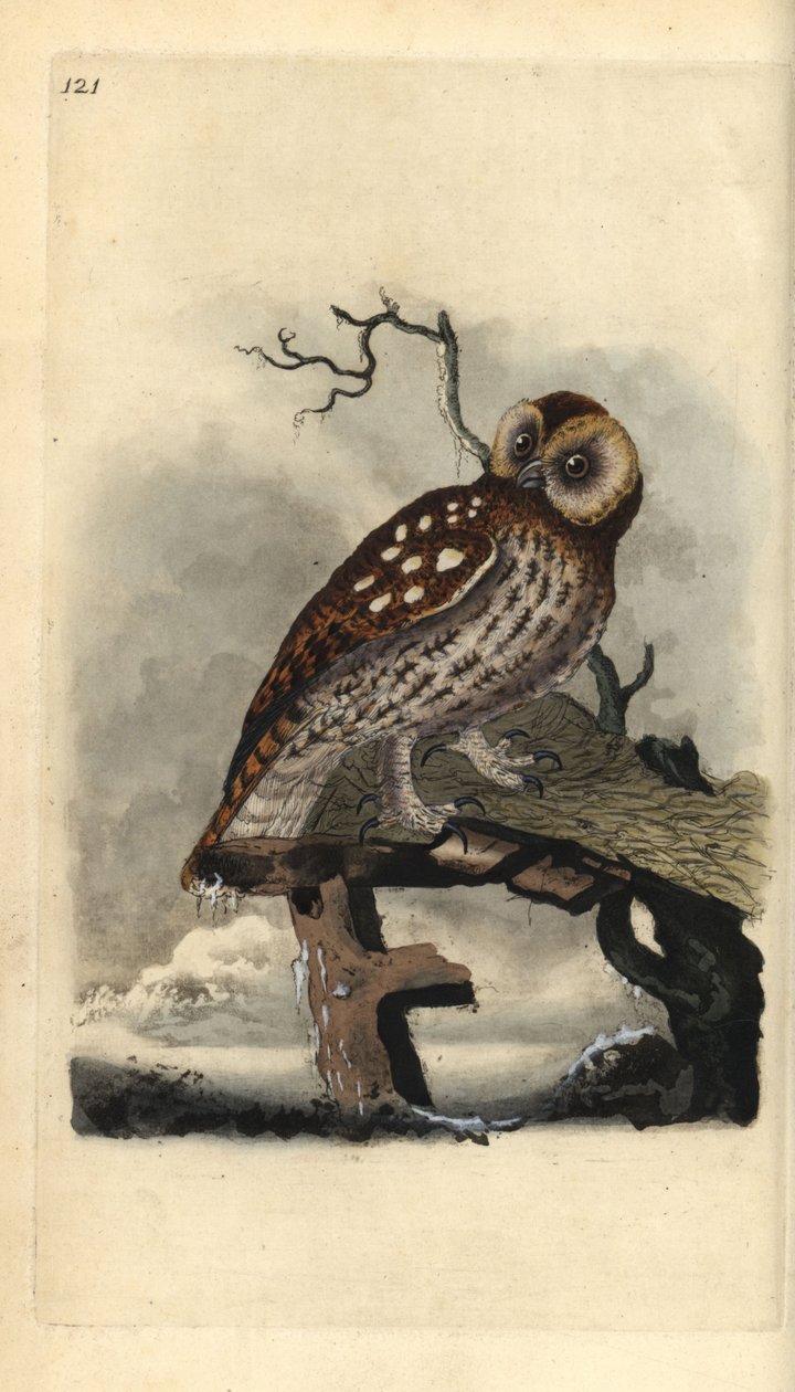 Allocco. Incisione a mano colorata a rame disegnata e incisa da Edward Donovan dal suo Natural History of British Birds, Londra da Edward Donovan