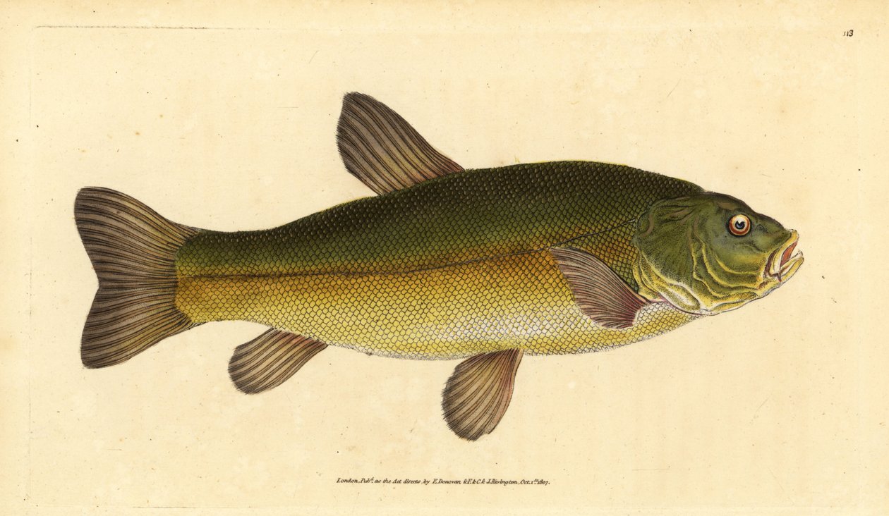 Tinca, Tinca tinca. Incisione a mano colorata a rame disegnata e incisa da Edward Donovan dal suo Natural History of British Fishes, Donovan e F.C. e J. Rivington, Londra da Edward Donovan