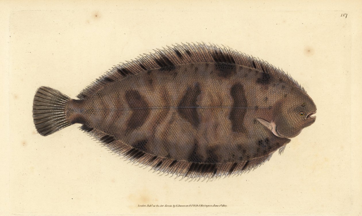Sogliola variegata, Microchirus variegatus da Edward Donovan