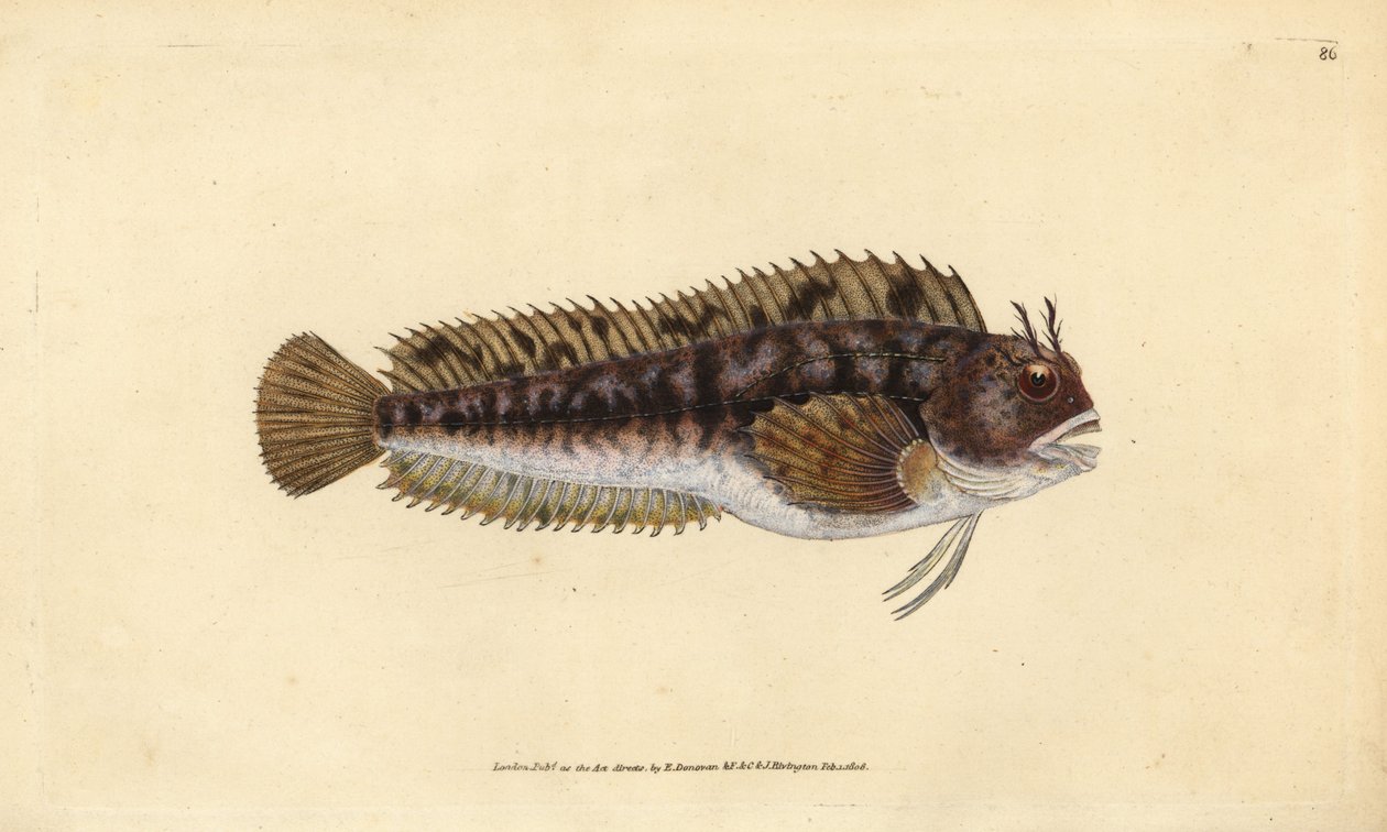 Blennius gattorugine, Parablennius gattorugine. Incisione a mano colorata disegnata e incisa da Edward Donovan dal suo Natural History of British Fishes, Donovan e F.C. e J. Rivington, Londra da Edward Donovan