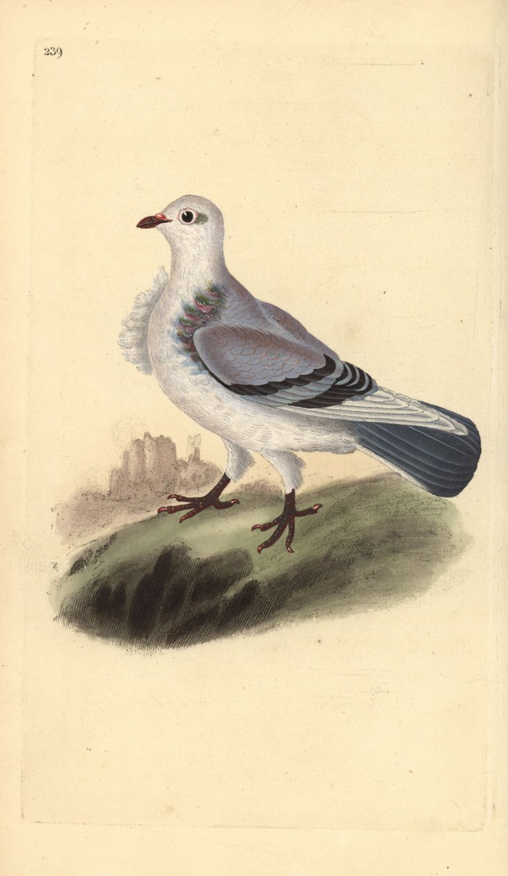 Piccione turbit, Columba livia domestica var. turbita da Edward Donovan