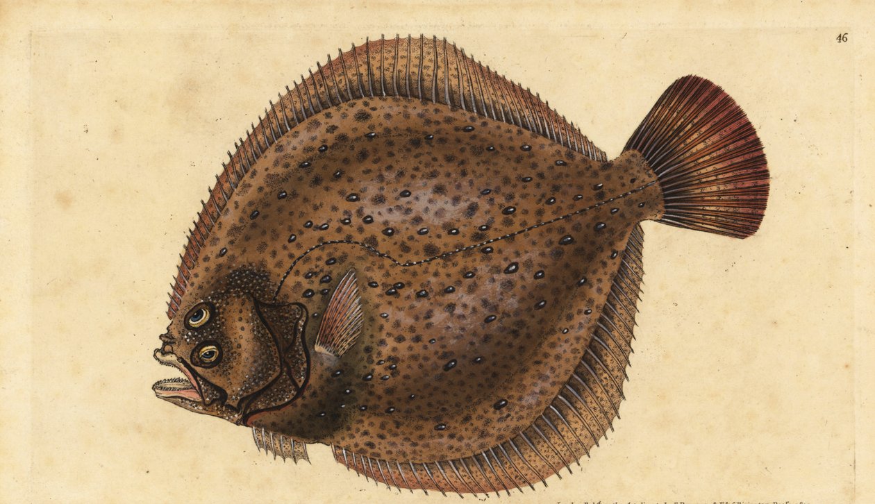 Rombo chiodato, Scophthalmus maximus (Pleuronectes maximus). Incisione colorata a mano tratta da Edward Donovan dal suo Natural History of British Fishes, Donovan e F.C. e J. Rivington, Londra da Edward Donovan
