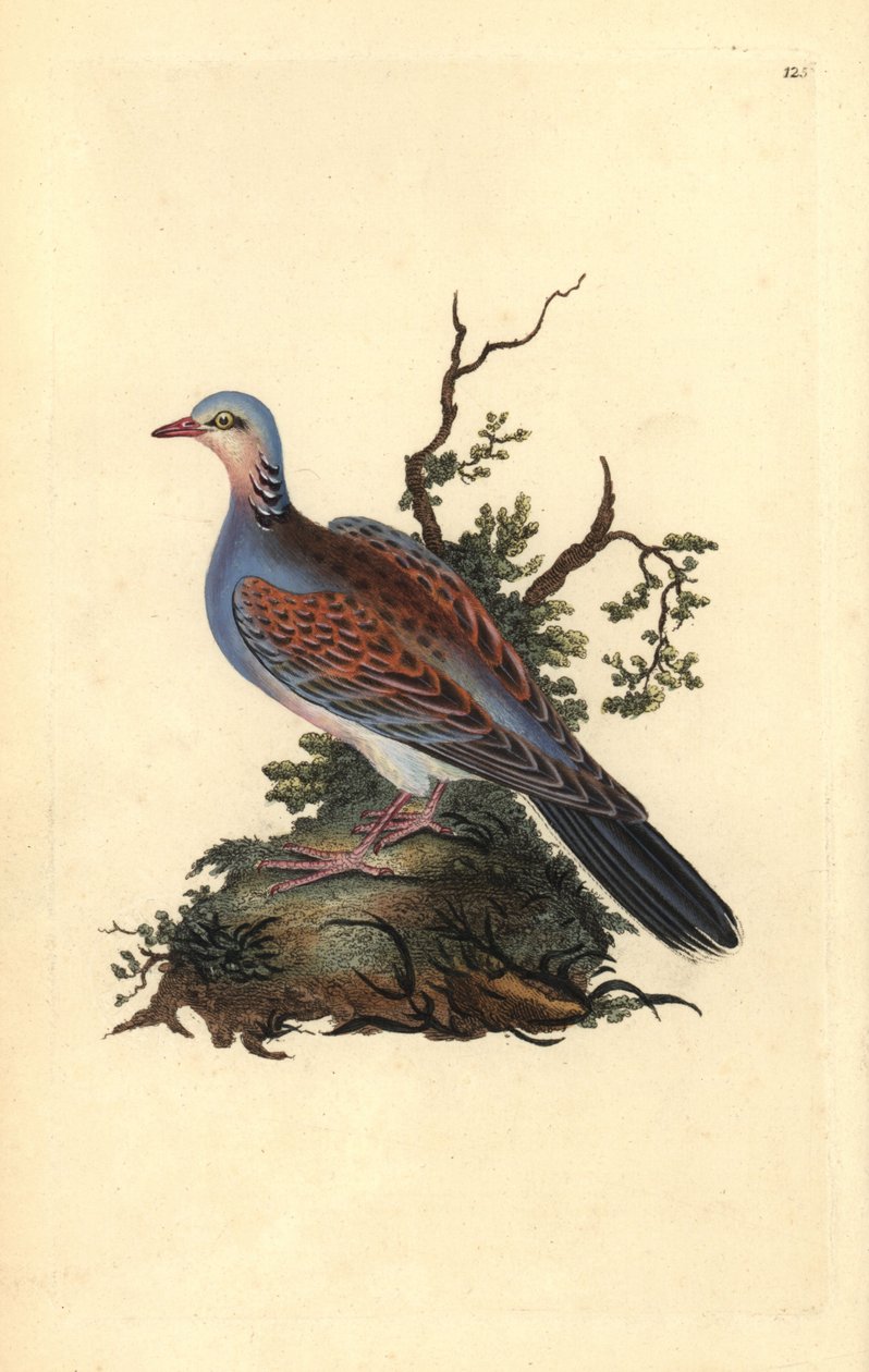 Tortora. Incisione a mano colorata a rame disegnata e incisa da Edward Donovan dal suo Natural History of British Birds (1794-1819) da Edward Donovan