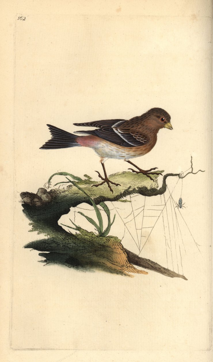 Fanello, Carduelis flavirostris da Edward Donovan