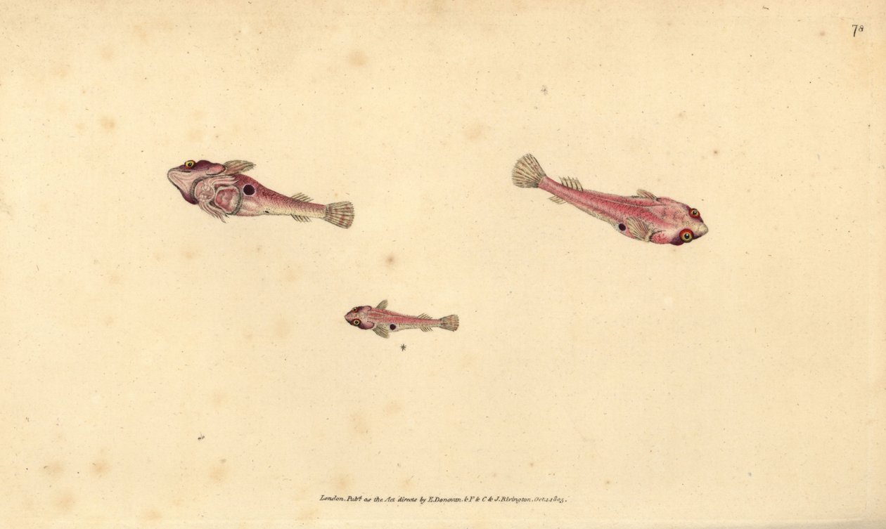 Pesce ventosa a due macchie, Diplecogaster bimaculata bimaculata da Edward Donovan