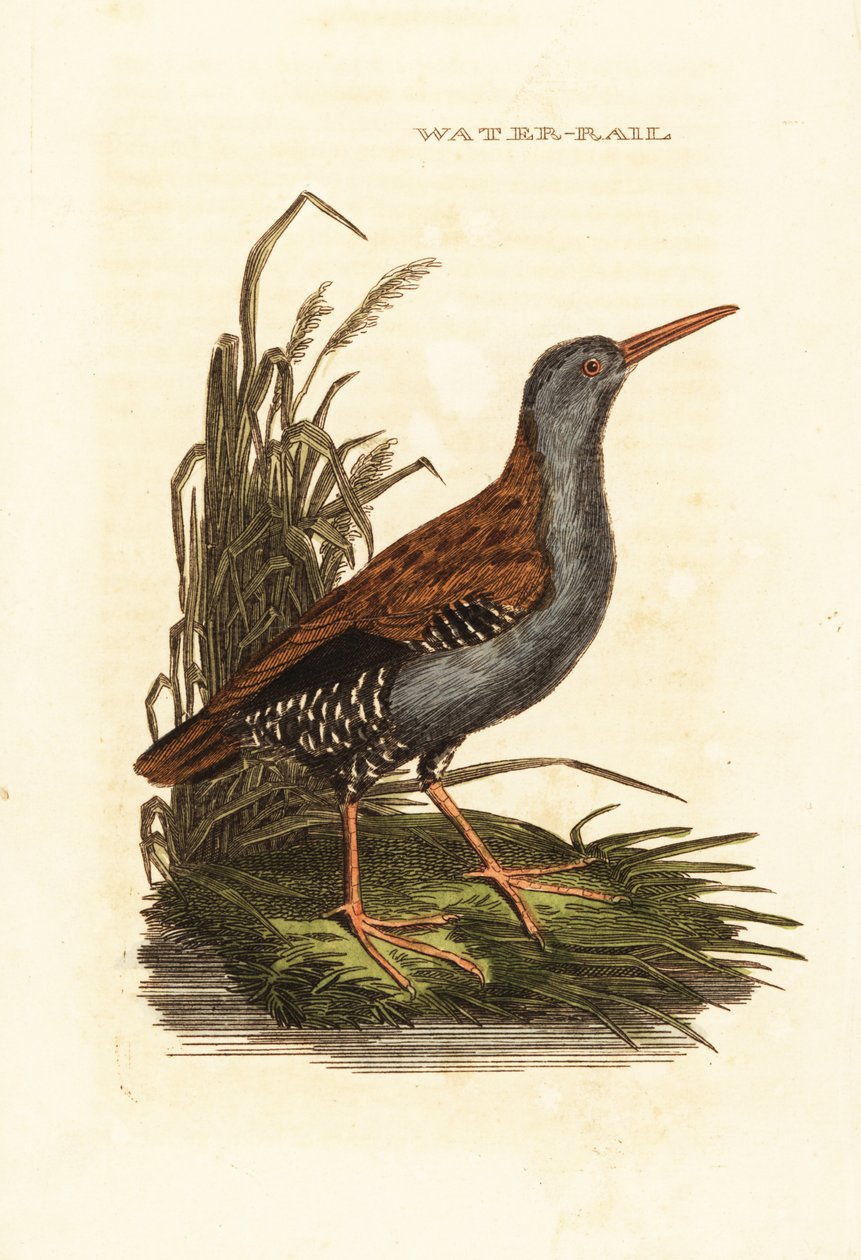 Porciglione, Rallus aquaticus da Edward Donovan