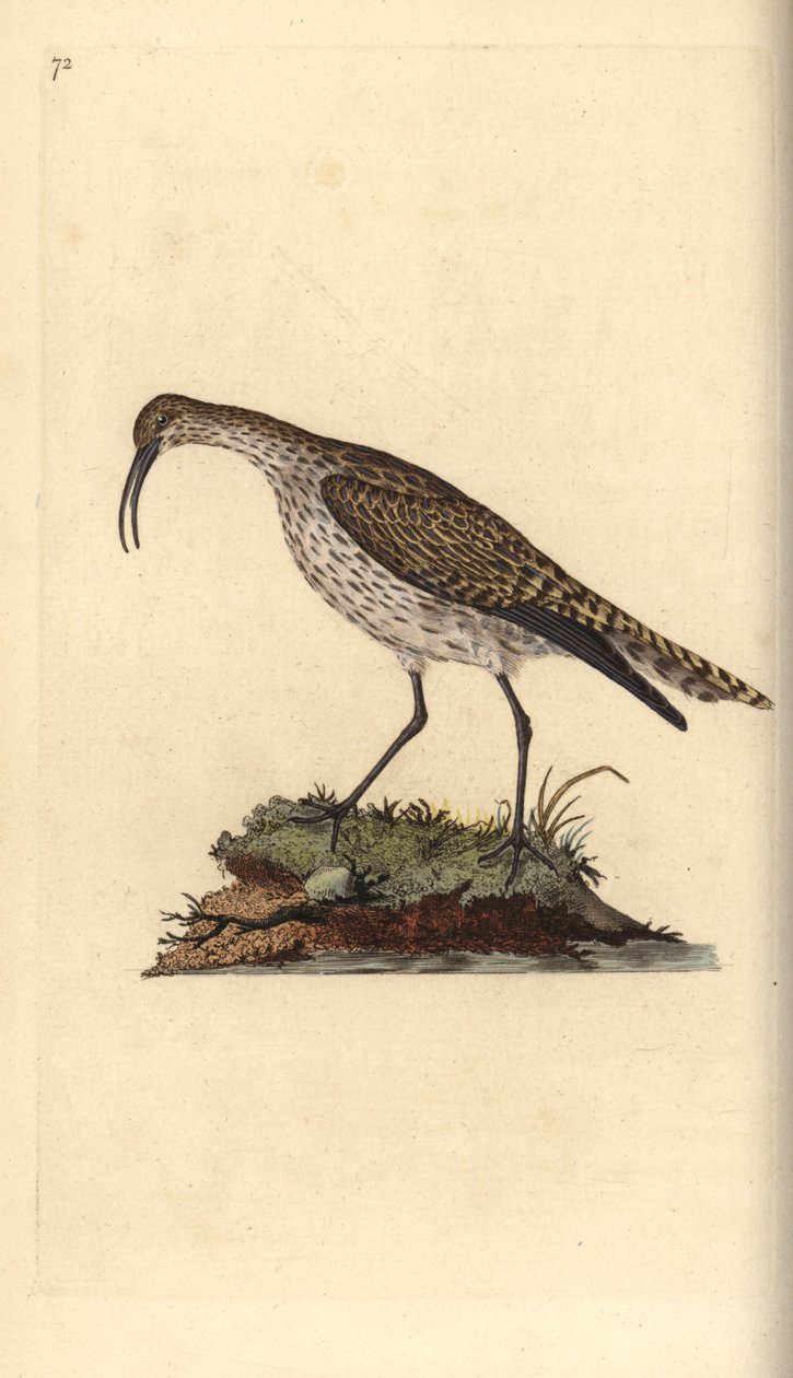 Chiurlo piccolo. Incisione a mano colorata a rame disegnata e incisa da Edward Donovan dal suo Natural History of British Birds, Londra da Edward Donovan