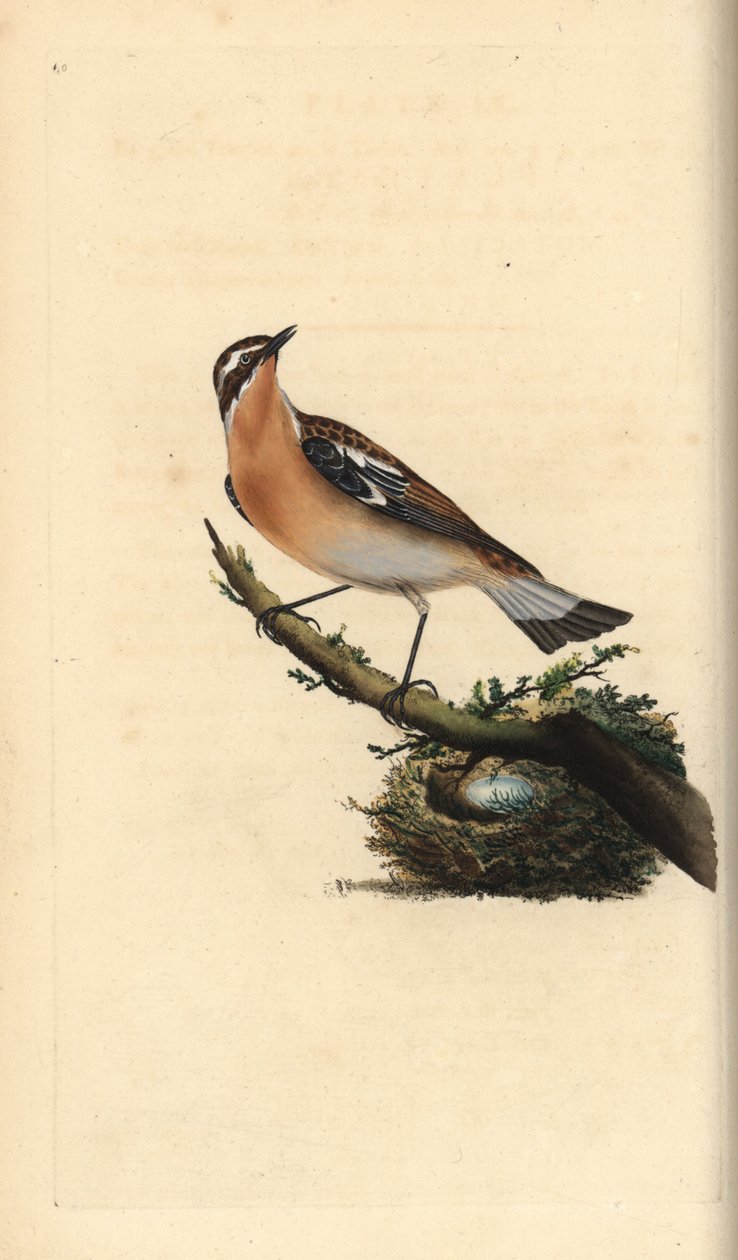 Saltimpalo, Saxicola rubetra. Incisione colorata a mano tratta da Edward Donovan dal suo Natural History of British Birds, Londra da Edward Donovan