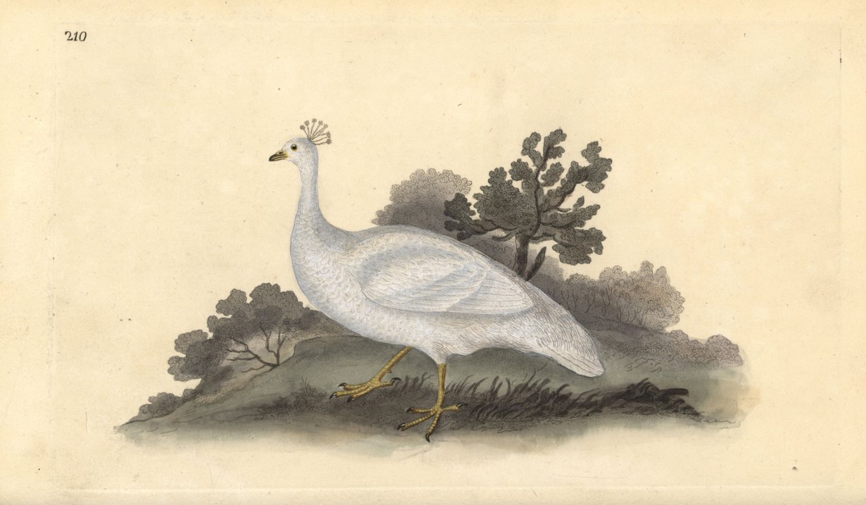 Pavone bianco crestato (femmina), Pavo cristatus. Incisione colorata a mano tratta da Edward Donovan dal suo Natural History of British Birds, Londra da Edward Donovan