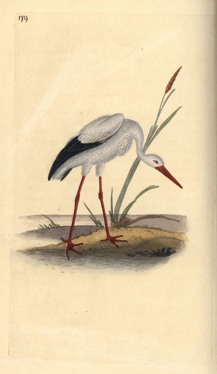 Cicogna bianca, Ciconia ciconia da Edward Donovan