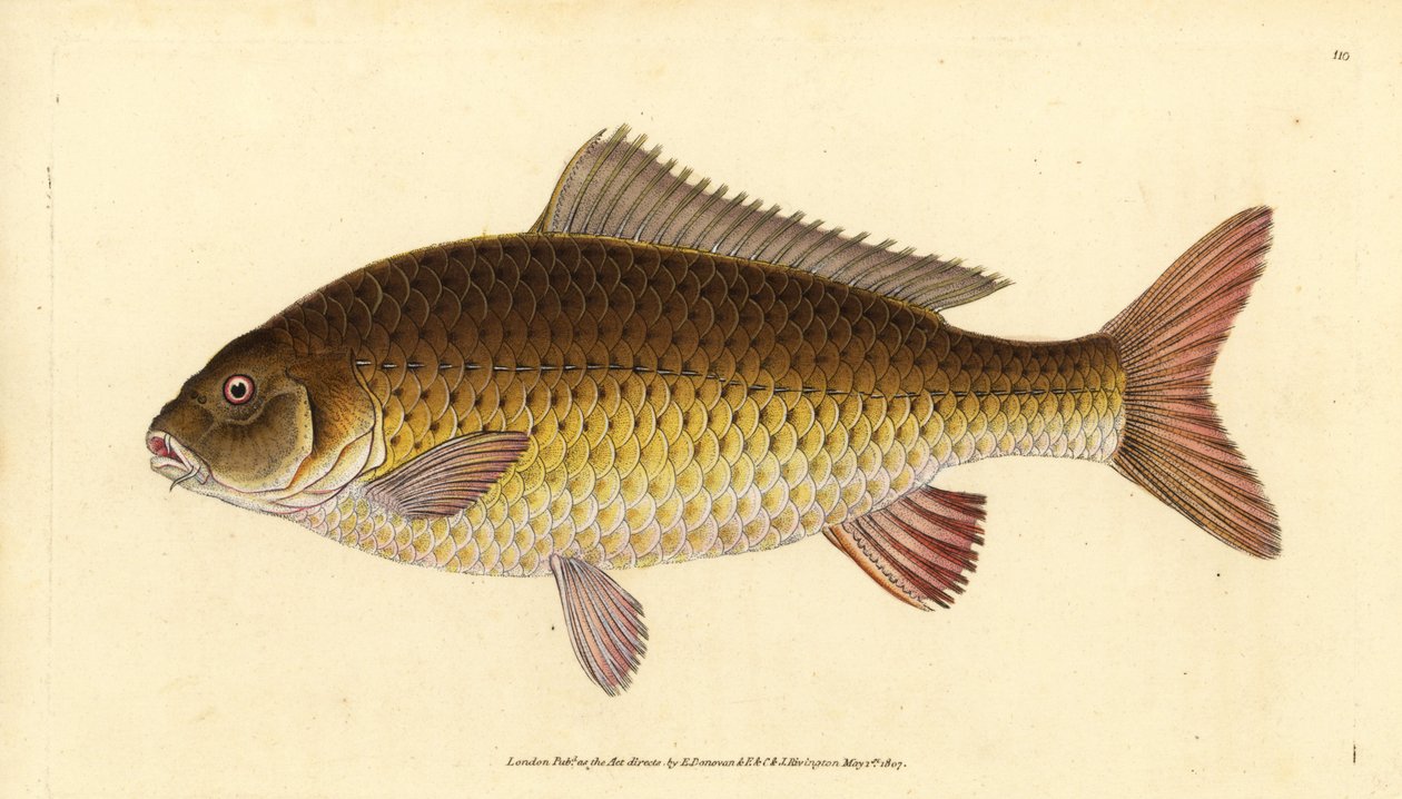 Cyprinus carpio. Vulnerabile. Incisione a mano colorata disegnata e incisa da Edward Donovan dal suo Natural History of British Fishes, Donovan e F.C. e J. Rivington, Londra da Edward Donovan