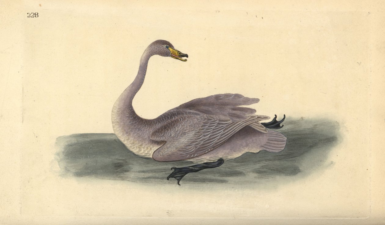 Cigno selvatico (immaturo), Cygnus cygnus, con piumaggio in fase di transizione verso il bianco. Incisione a mano colorata disegnata e incisa da Edward Donovan dalla sua "Storia Naturale degli Uccelli Britannici", Londra da Edward Donovan