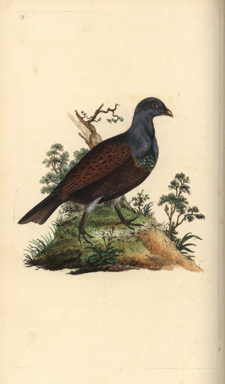 Tetrao urogallus. Incisione a mano colorata disegnata e incisa da Edward Donovan dal suo "Natural History of British Birds," Londra da Edward Donovan