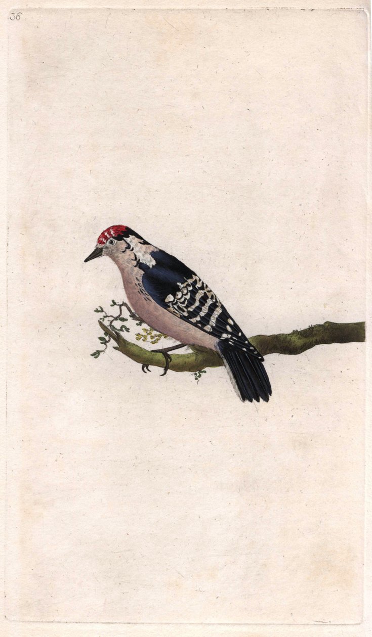 Picchio, Dendrocopos minor da Edward Donovan
