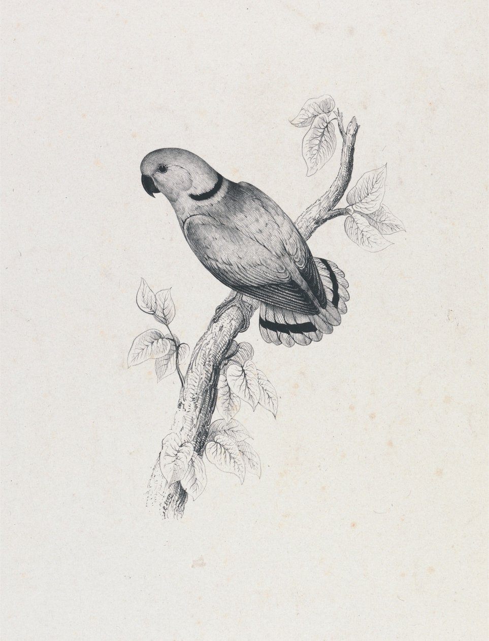 (Pappagallino di Swindern) (Tavola 42) da Edward Lear