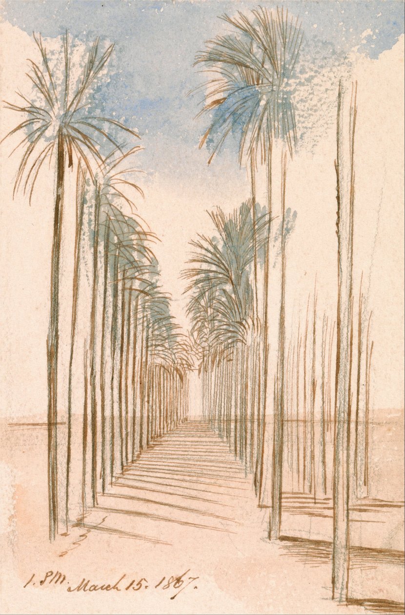 Viale degli alberi da Edward Lear