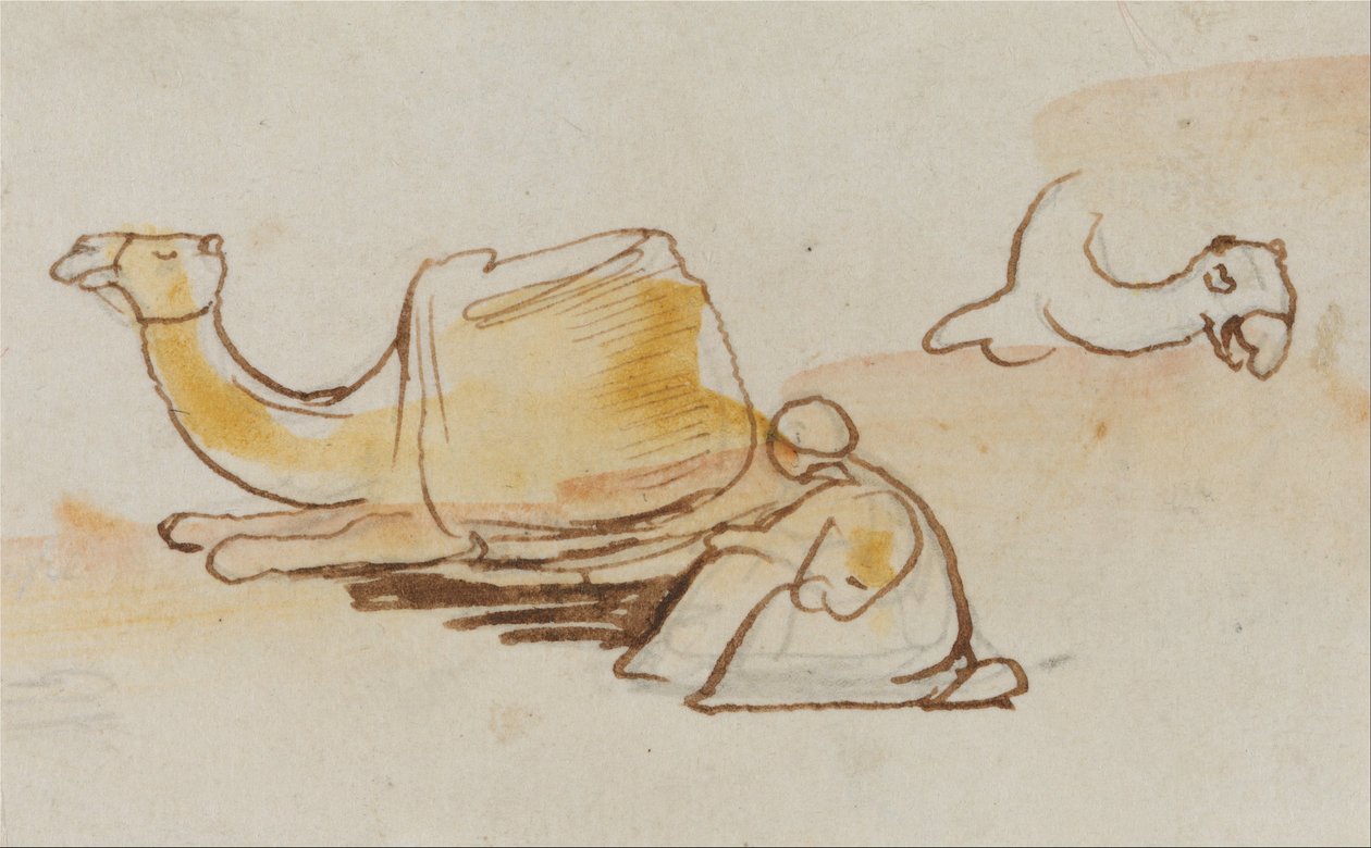 Studi sul cammello da Edward Lear