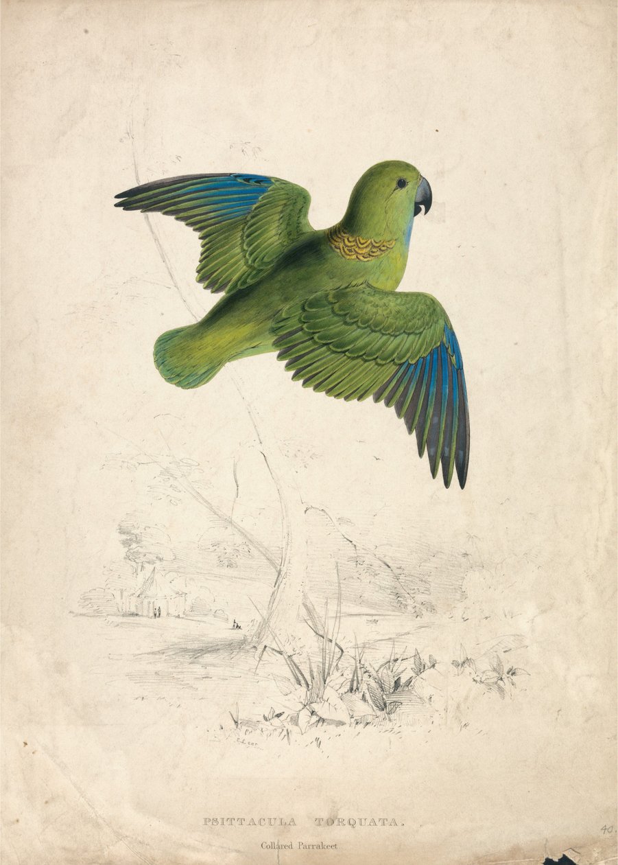 Pappagallino dal collare (Tavola 40) da Edward Lear