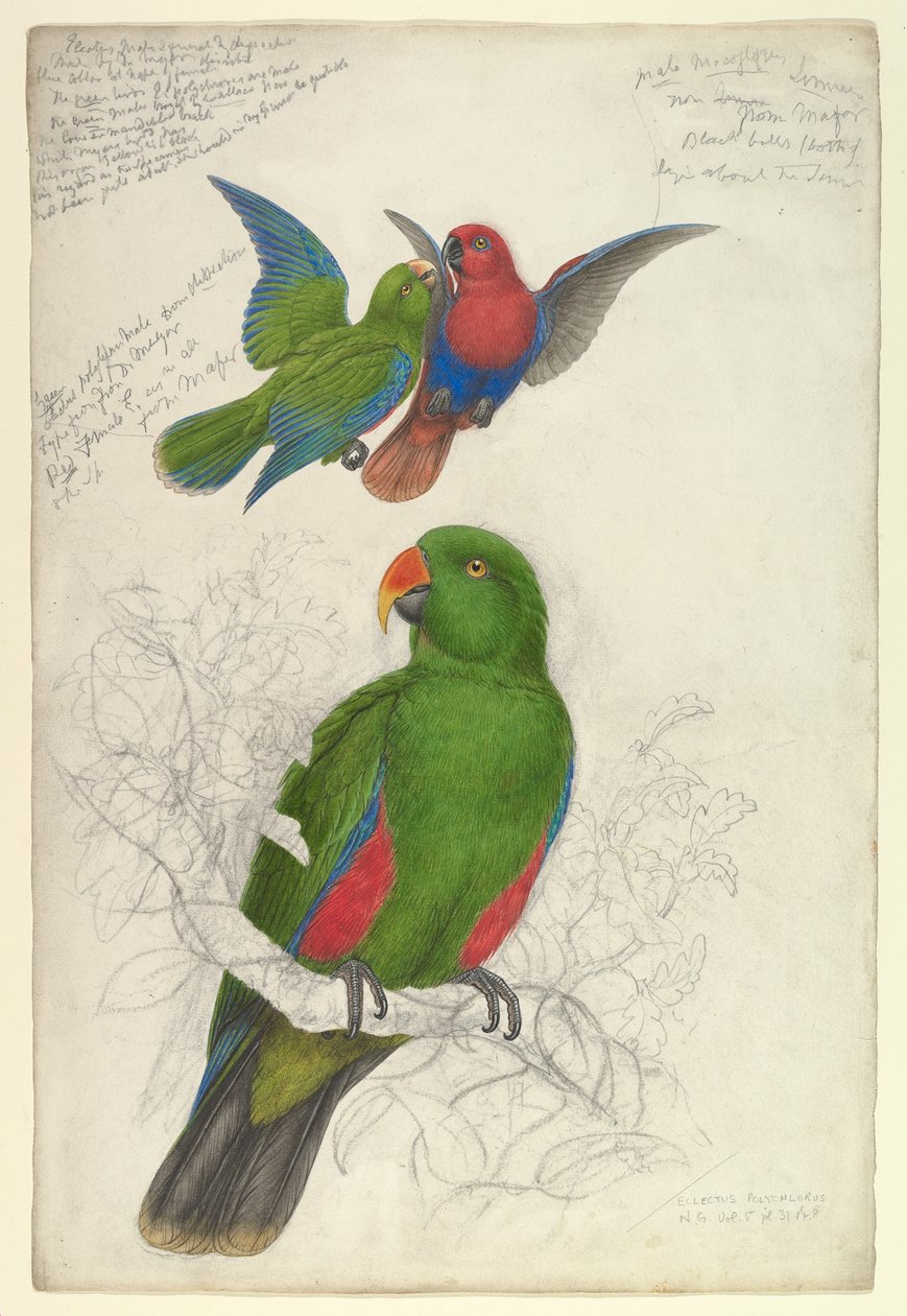 Eclectus roratus polychloros da Edward Lear