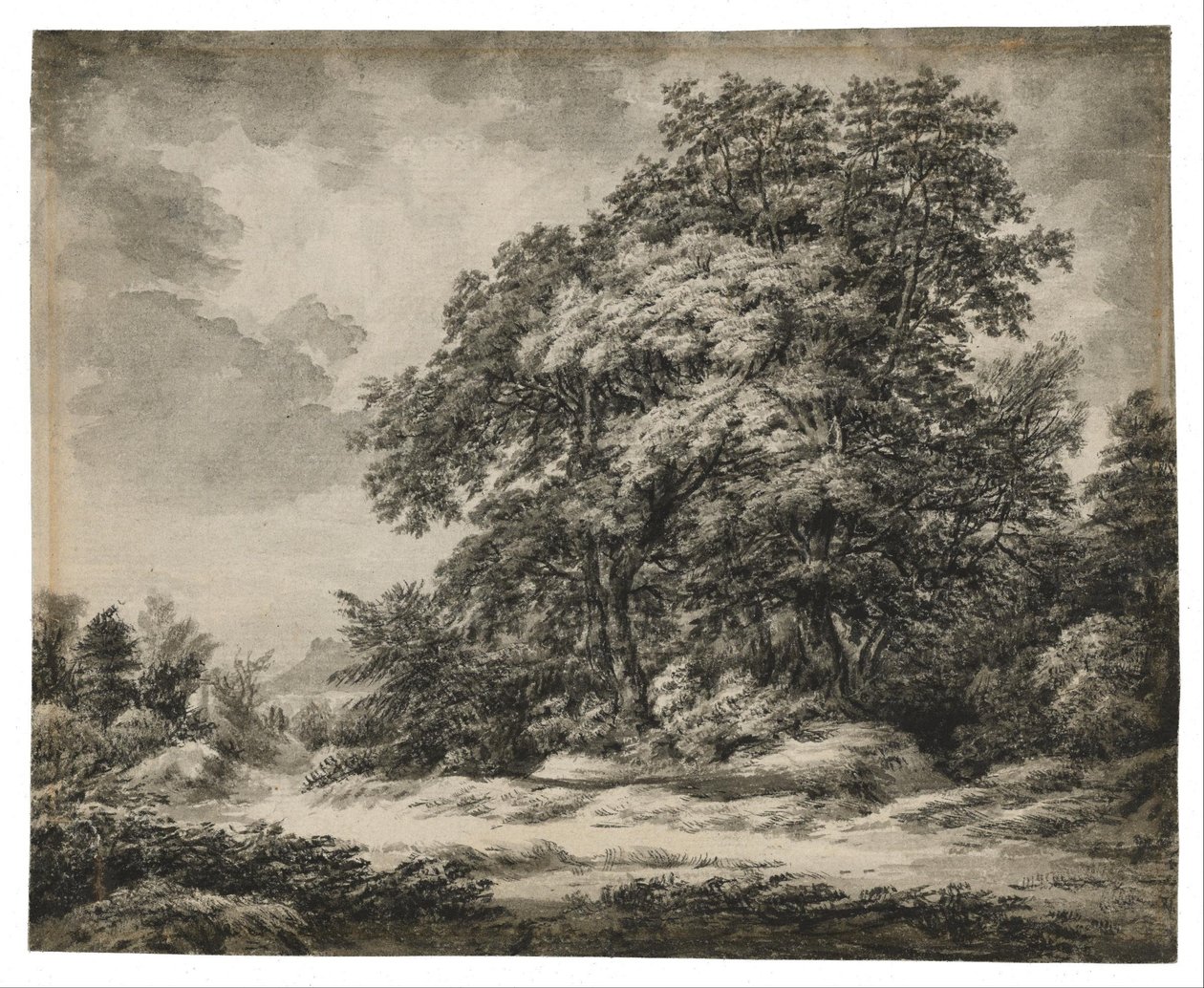 Paesaggio forestale da Edward Lear