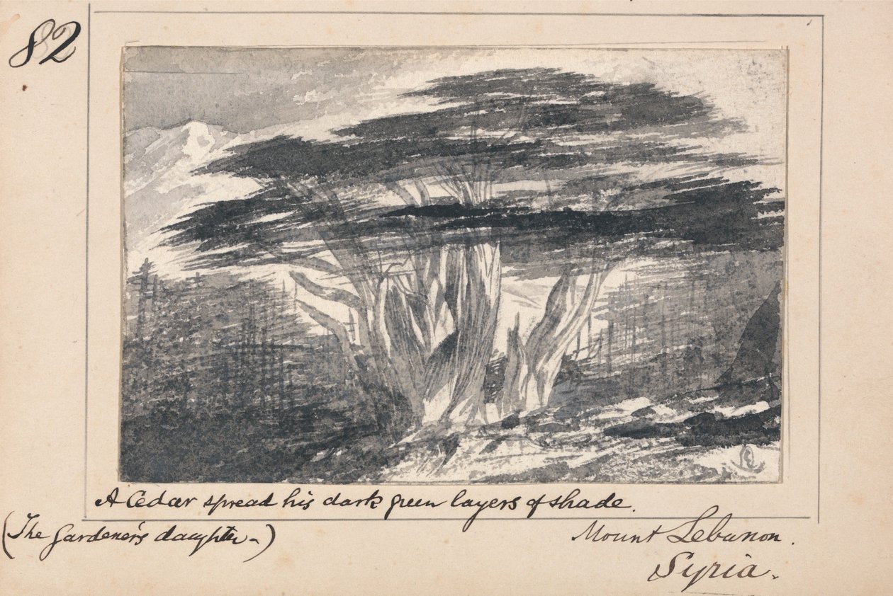 Illustrazione tratta da “La figlia del giardiniere” di Tennyson: Monte Libano, Siria – «Un cedro stendeva le sue fronde di ombra verde scuro» da Edward Lear
