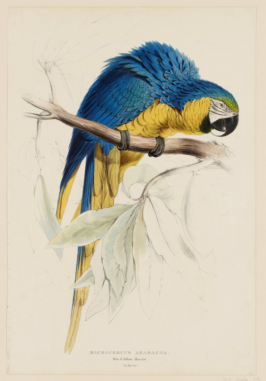 Macrocercus Ararauna.  Ara blu e gialla. da Edward Lear
