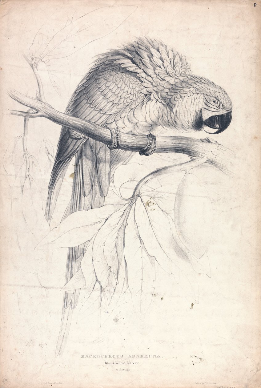 Macrocerus Ararauna / Ara blu e gialla / 2/3 della dimensione naturale (Tavola 8) da Edward Lear