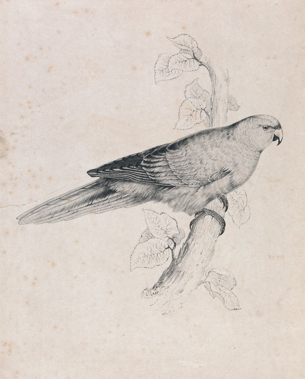 Pappagallino del Pacifico (Tavola 26) da Edward Lear