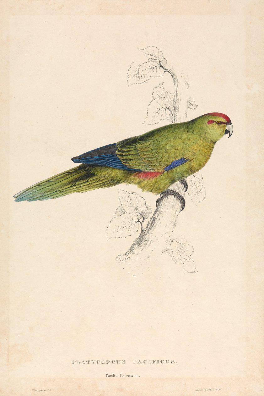 Platycercus Pacificus / Pappagallino del Pacifico (Tavola 26) da Edward Lear