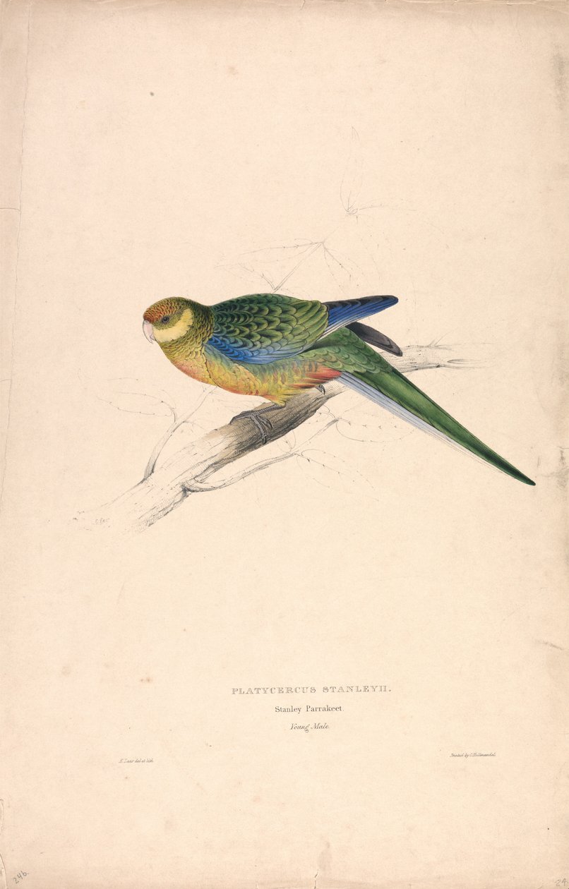Platycercus Stanley II / Pappagallo di Stanley (maschio giovane) (Tavola 24) da Edward Lear