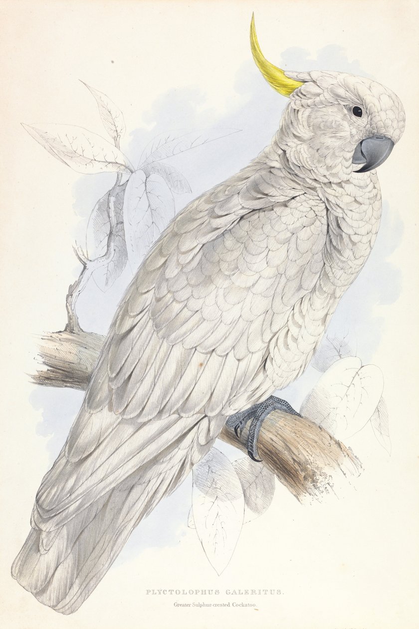 Plyctolophus Galeritus. Cacatua dal ciuffo sulfureo. da Edward Lear