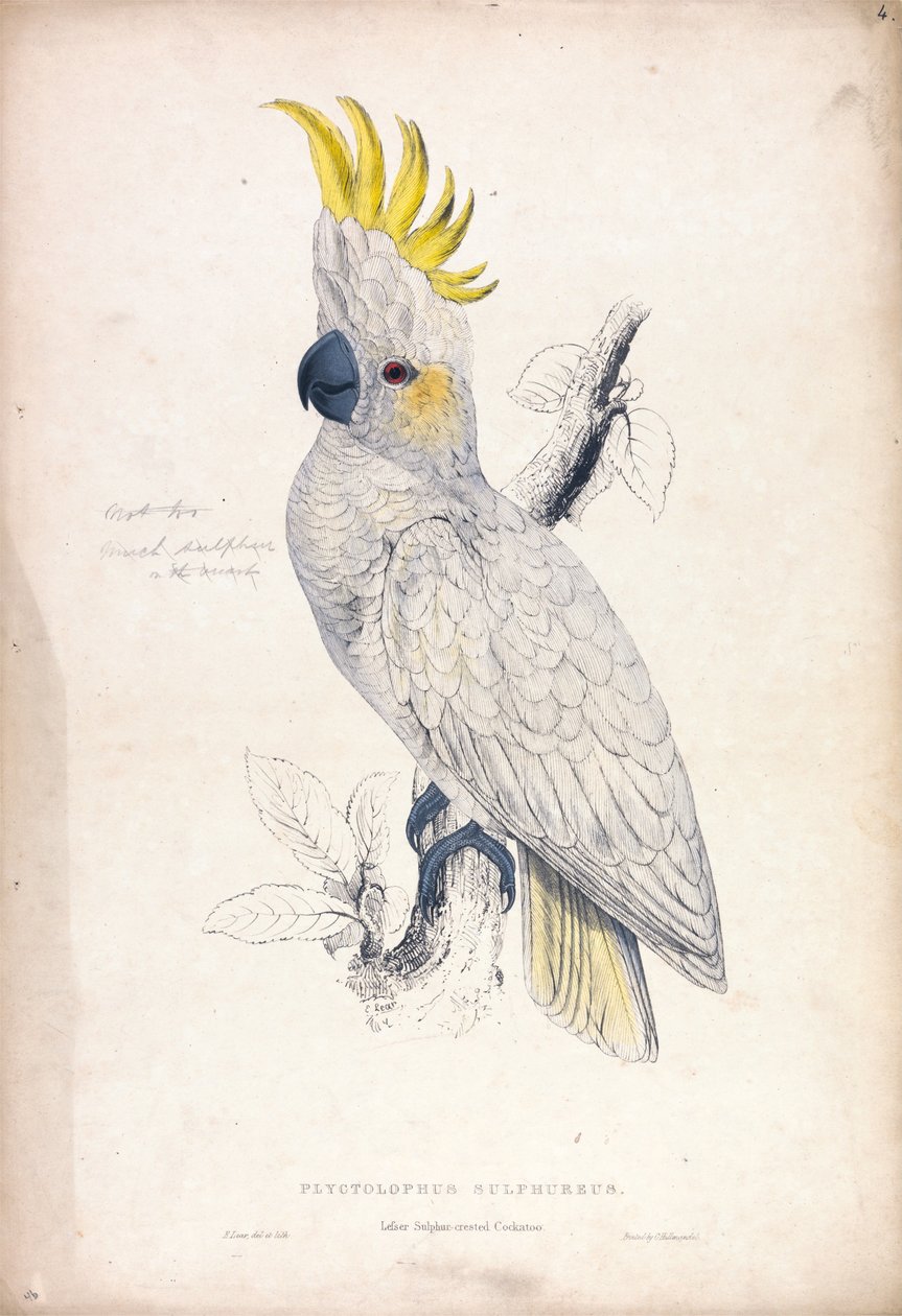 Plyctolophus sulphureus / Cacatua dal ciuffo giallo minore (Tavola 4) da Edward Lear
