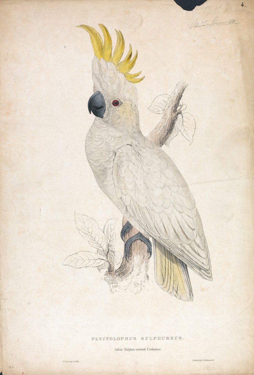 Plyctophus sulphureus / Cacatua dal ciuffo giallo minore (Tavola 4) da Edward Lear