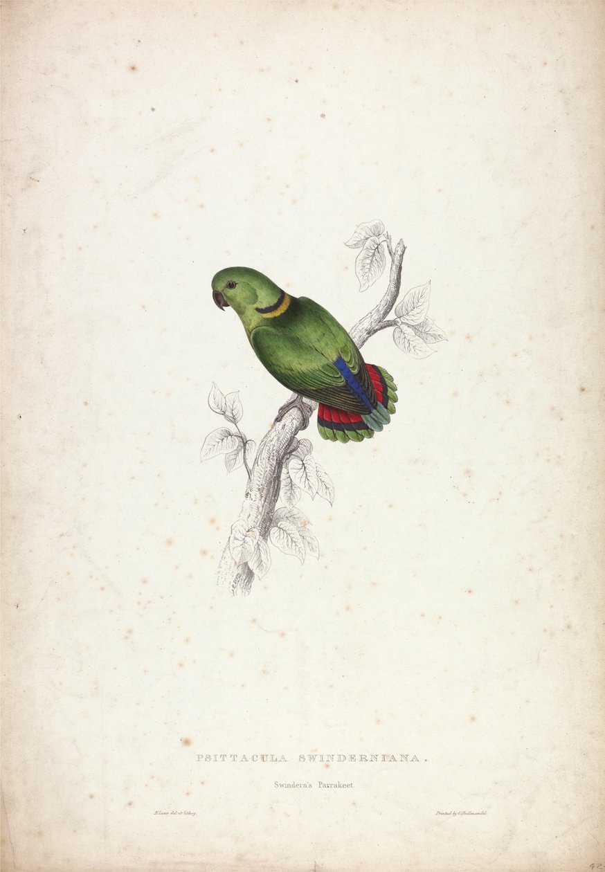 Psittacula Swinderniana. Il parrocchetto di Swindern da Edward Lear
