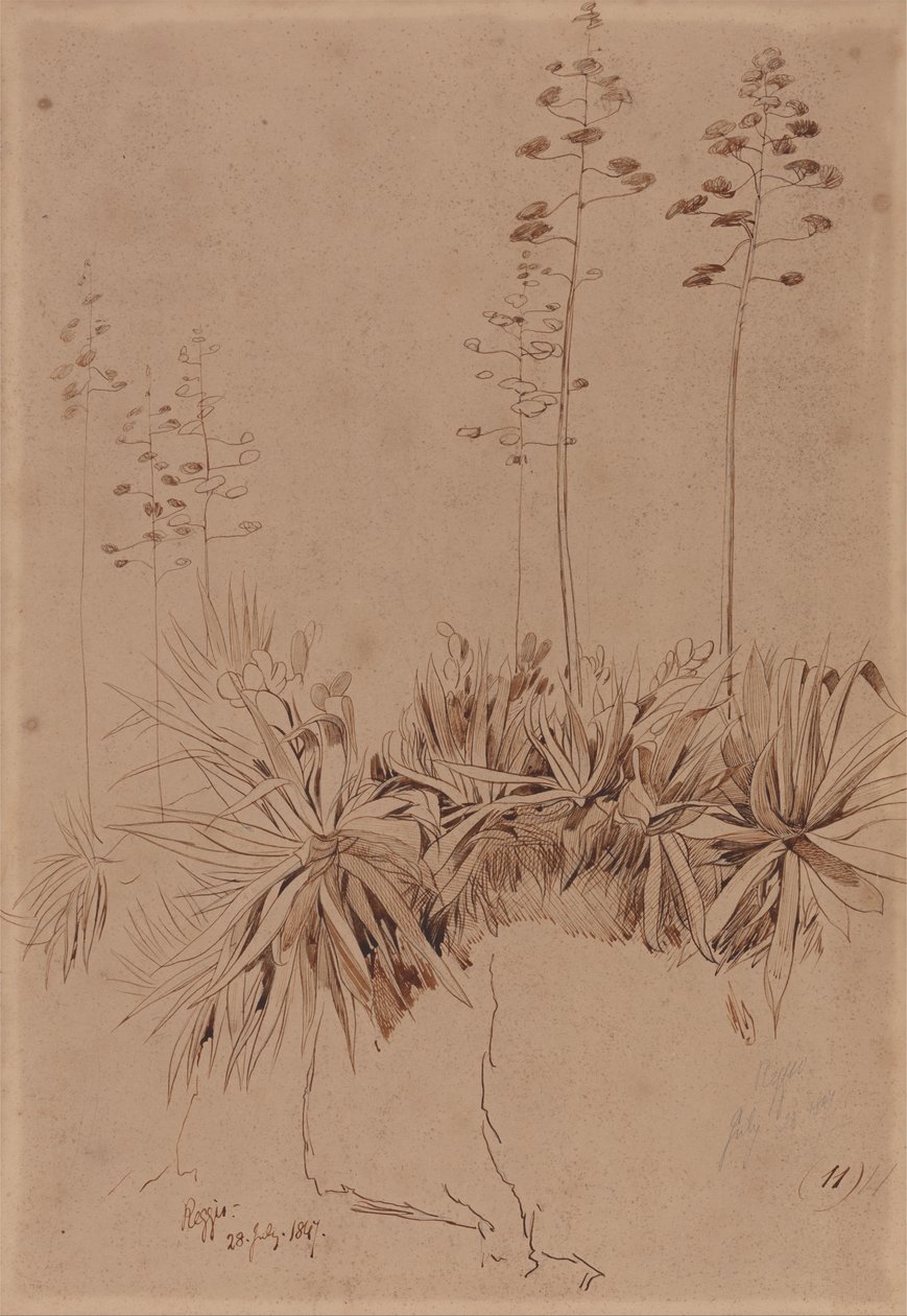 Reggio da Edward Lear