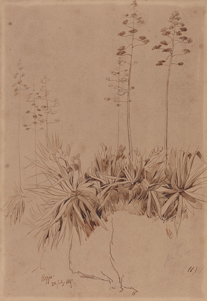 Reggio da Edward Lear