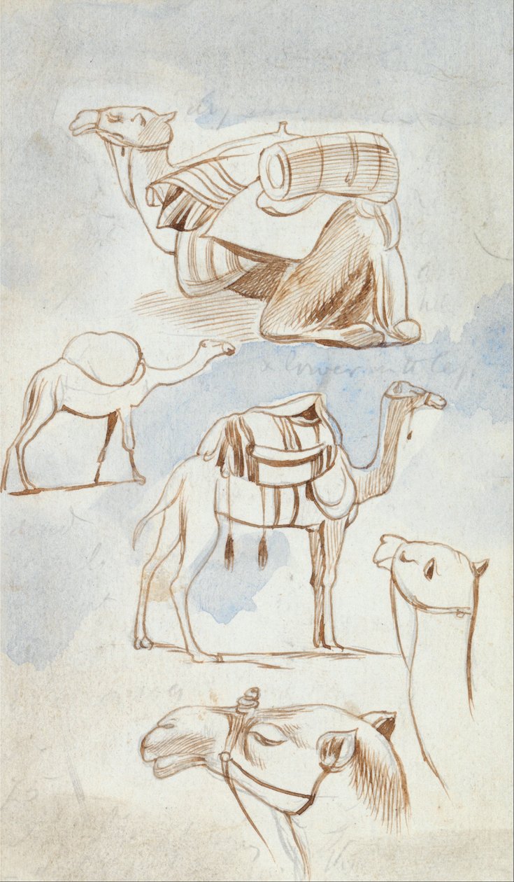 Schizzi di cammelli da Edward Lear