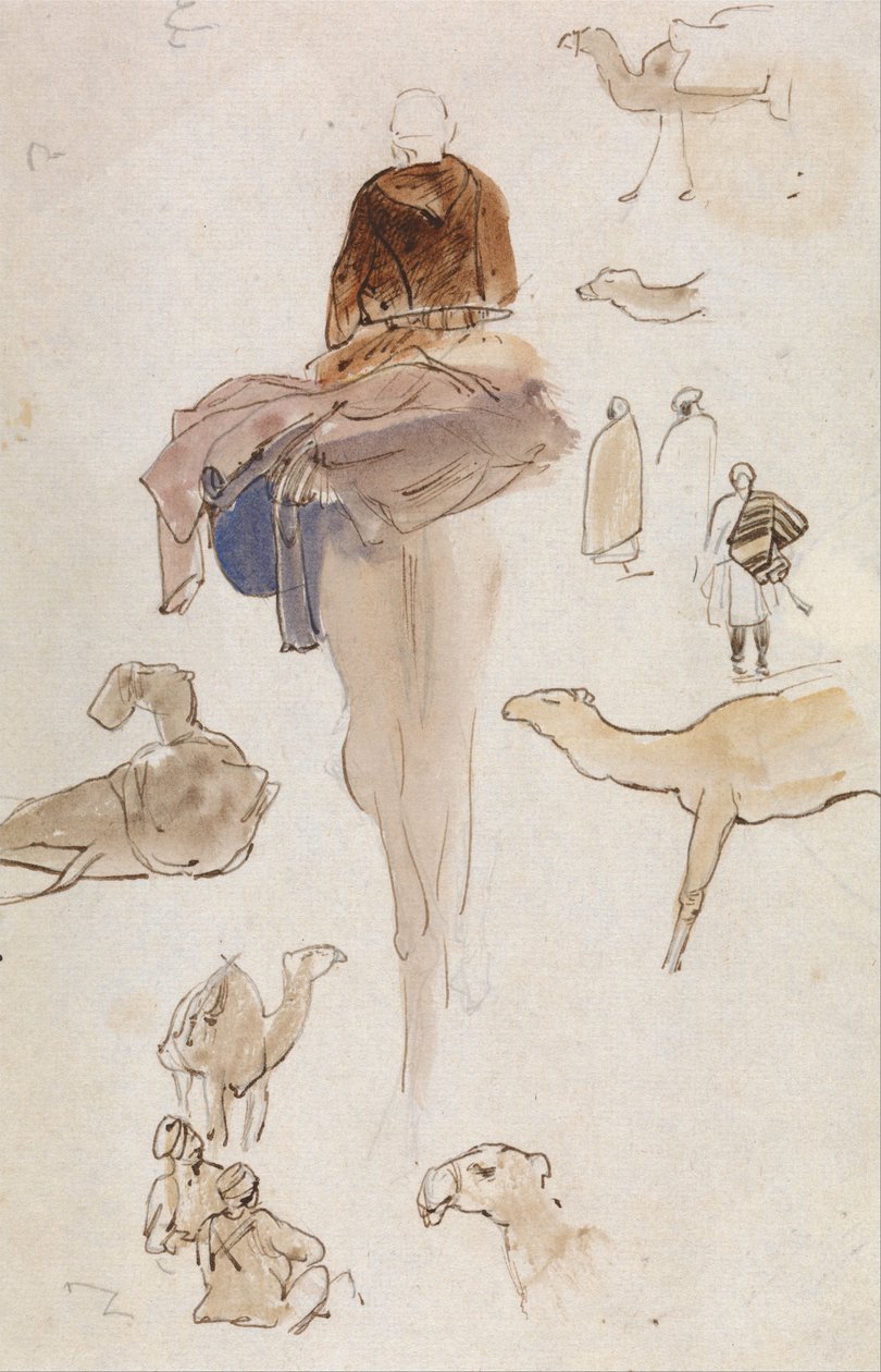 Studi sui cammelli da Edward Lear