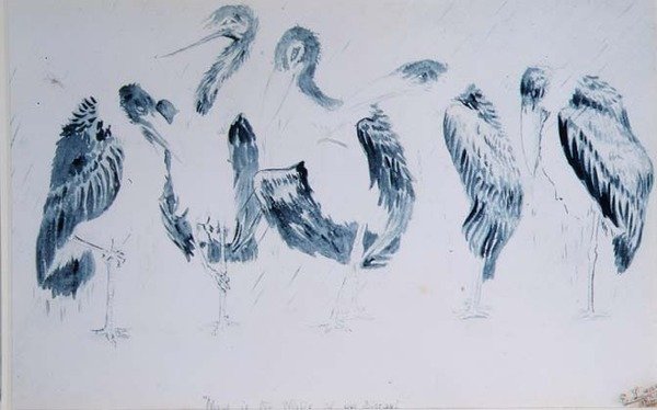 Studi di cicogne da Edward Lear