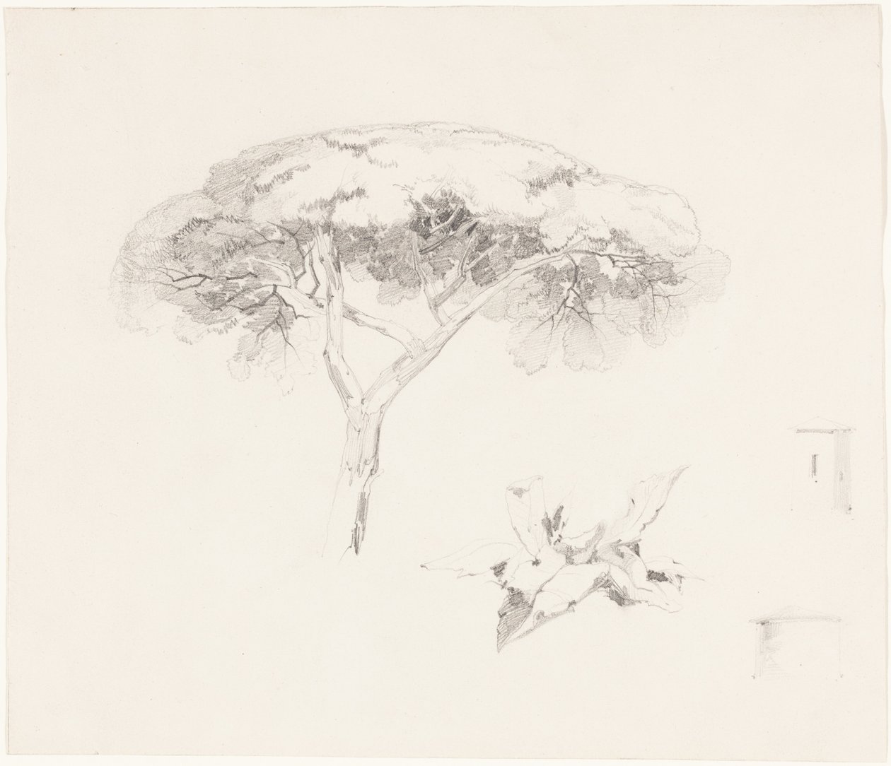 Il pino ombrello e altri studi da Edward Lear