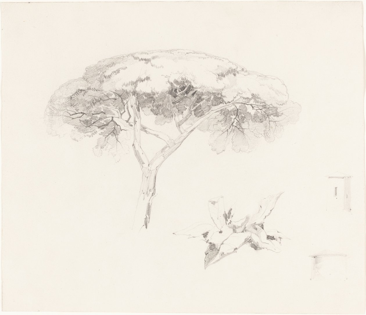 Pino ombrello e altri studi da Edward Lear