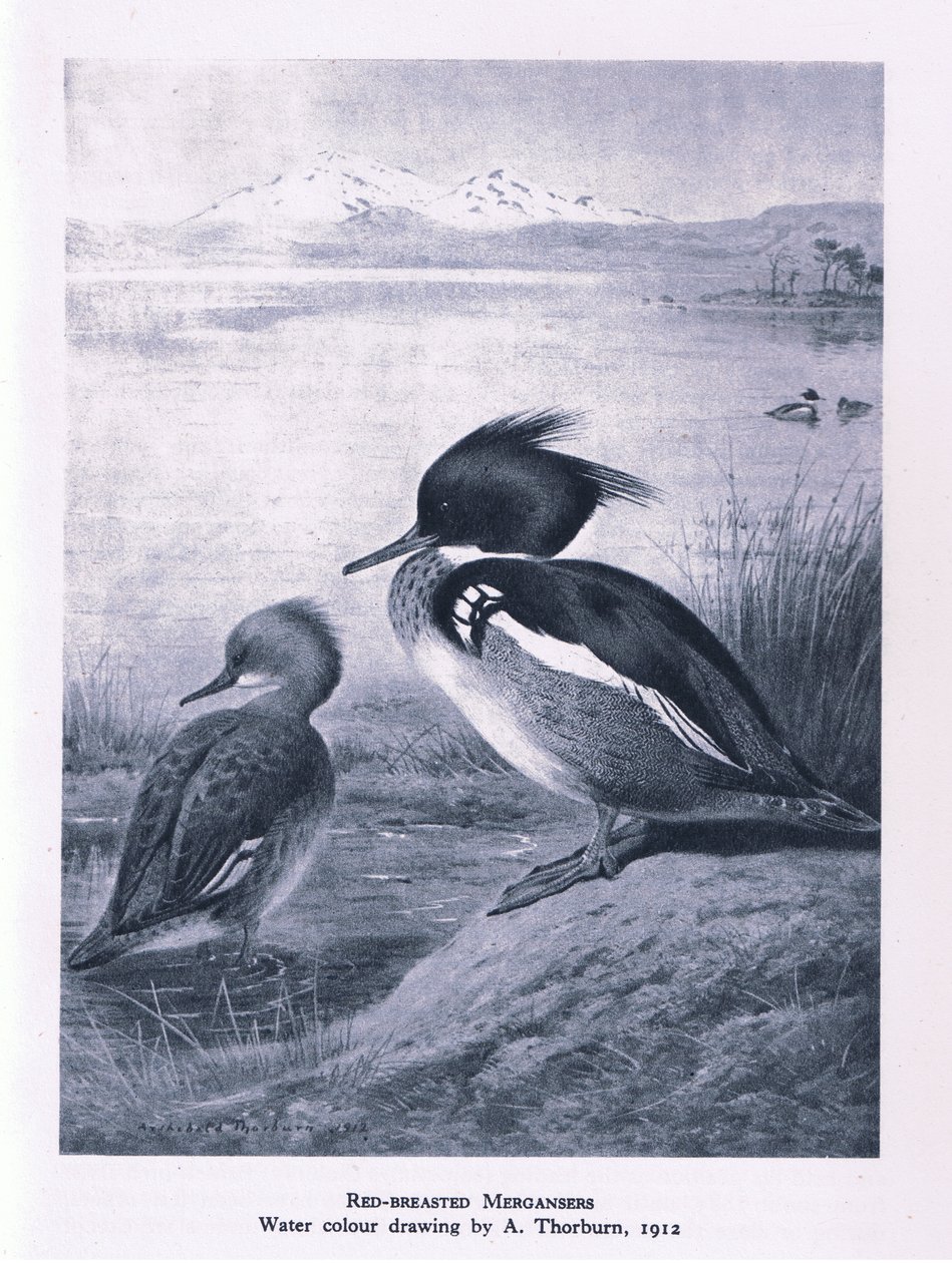 Smergo maggiore, Nature in Britain pubblicato da Collins, 1946 da Edward Neale