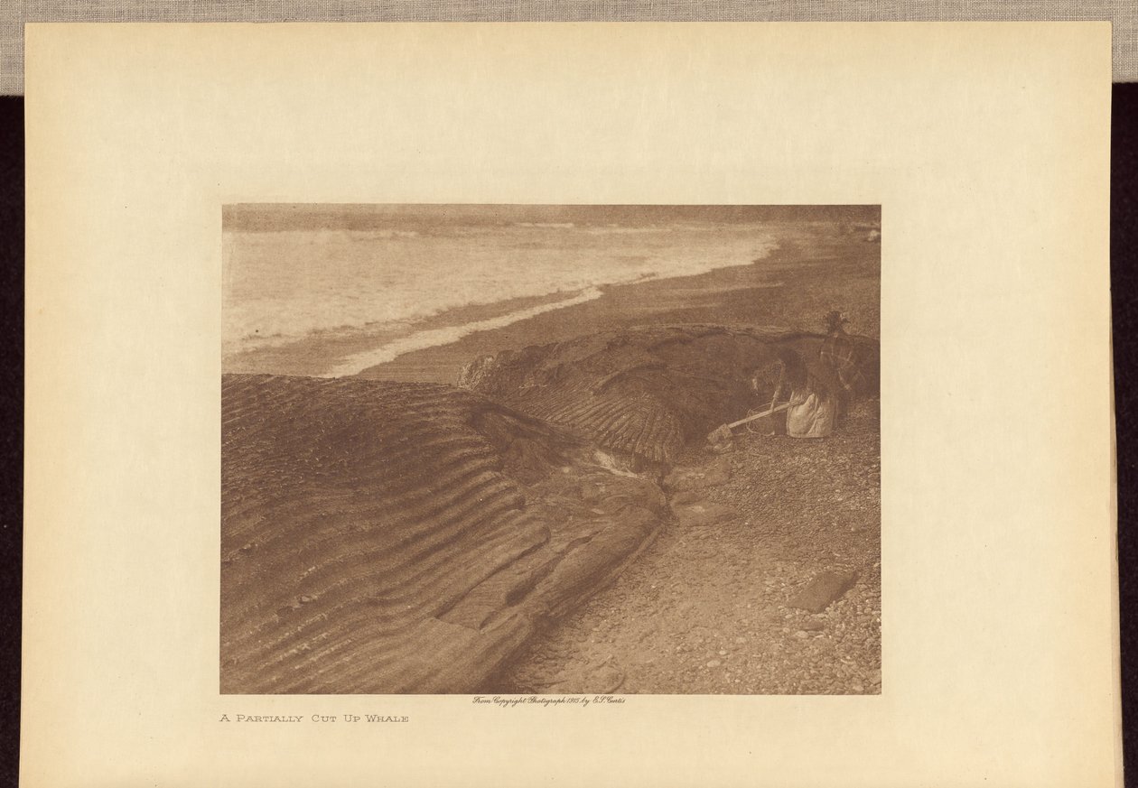 Una balena parzialmente tagliata da Edward S. Curtis