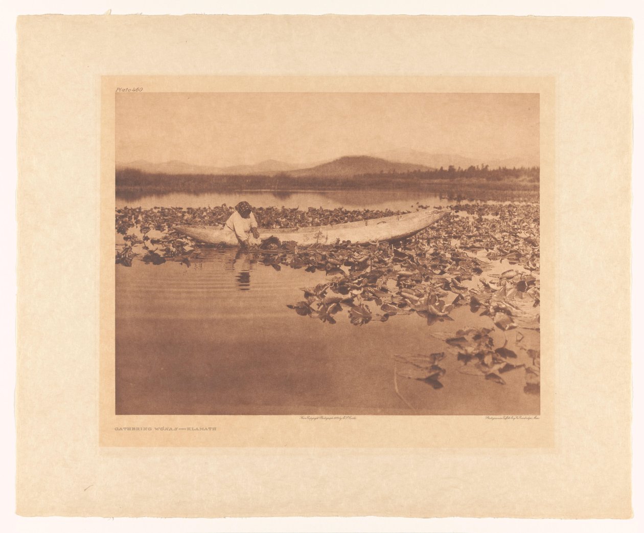 Raccolta dei wokas - Klamath da Edward Sheriff Curtis