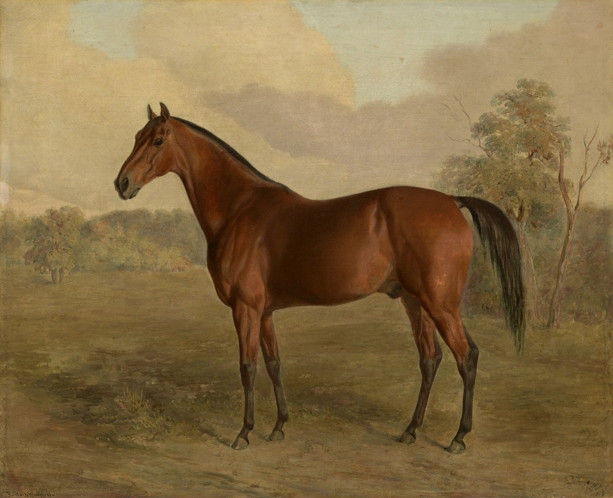 Picchio del Kentucky, 1834 da Edward Troye